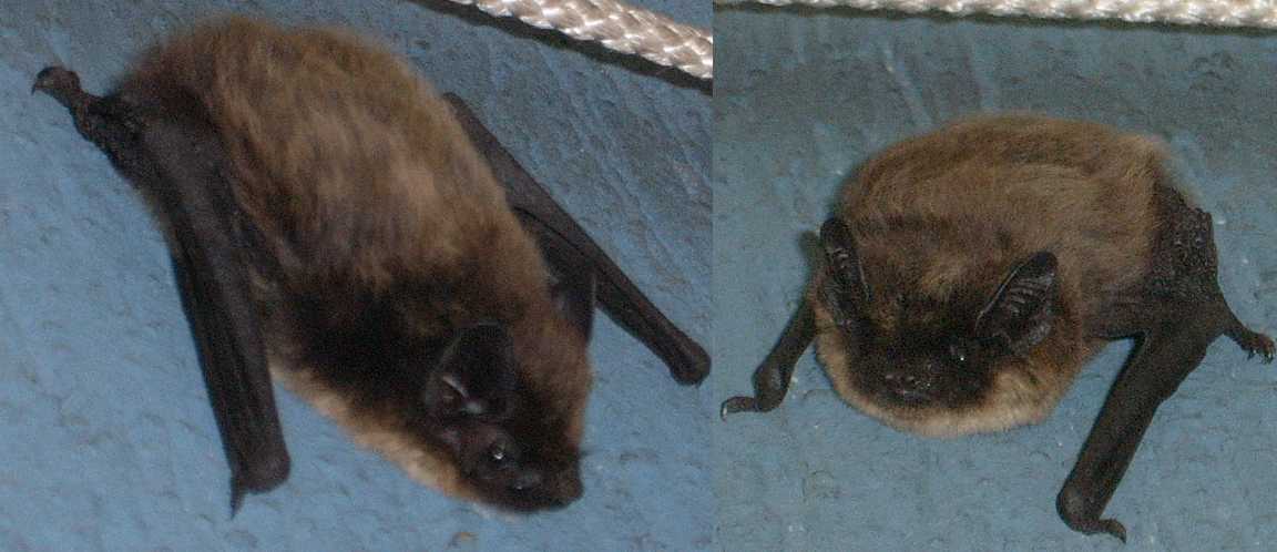 Pipistrellus sp. da identificare